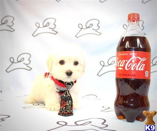 lvpuppyheaven Picture 1